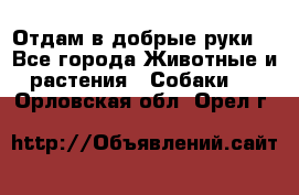 Отдам в добрые руки  - Все города Животные и растения » Собаки   . Орловская обл.,Орел г.